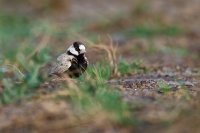 Skrivan obojkovy - Eremopterix nigriceps - Black-crowned Sparrow-Lark 0372